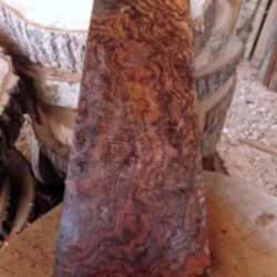 6cmx17xcmx51cm Kök Ceviz-4